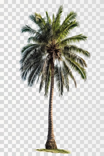 palm tree - PNG transparent background