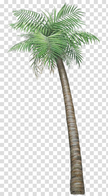 Palm Tree PNG Transparent Image