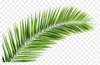 Palm Tree Png Transparent Images Free Donwload - Palm Tree Leaf Png