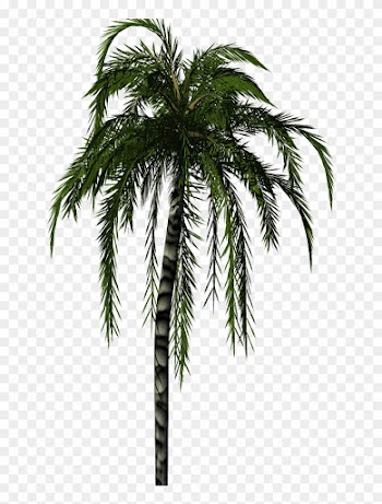Palm Tree Texture Png - Palm Tree Render Png