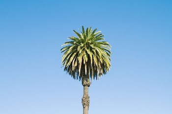 palm tree under blue sky