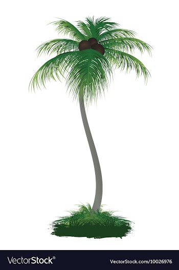Palm tree vector image