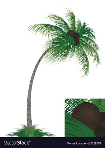 Palm tree vector image
