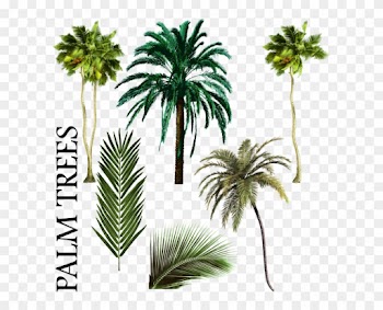 Palm Tree Vector Png Palmiye Ağacı Karışımı Psd, Vektör - Palm Tree Psd Free