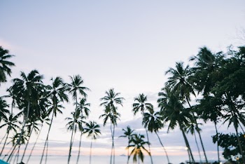 Palm Trees 