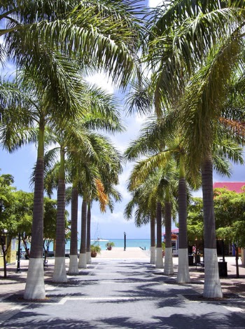 Palm Trees