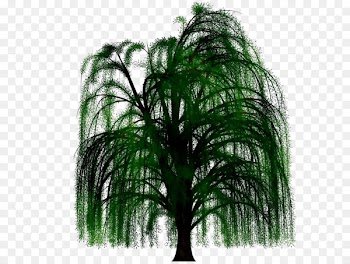 Palm trees -  