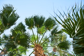 Palm Trees