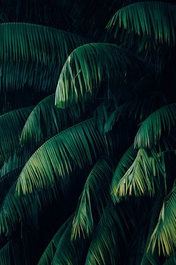 palm trees