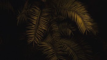 palm trees