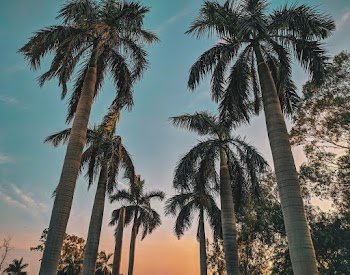 Palm Trees