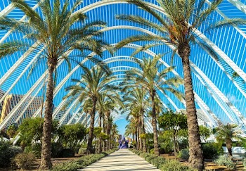 palm trees