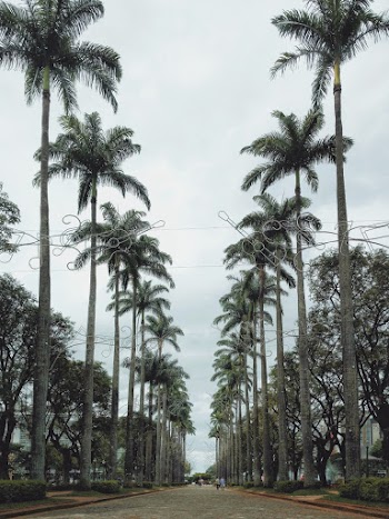 Palm Trees