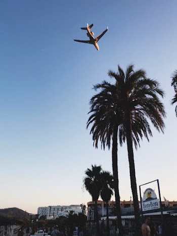 Palm Trees Across White Airplane Photo