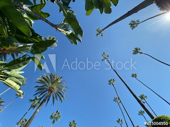 palm trees against blue sky