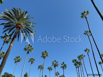 palm trees against blue sky