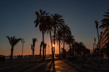 Palm Trees Along Boardwalk At Sunset