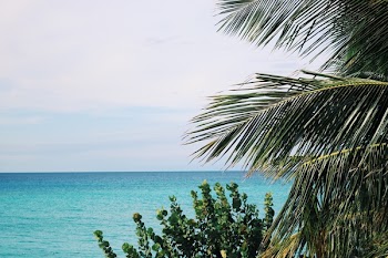 Palm Trees and Green Leaf Plant Near Body of Water