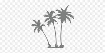 Palm Trees Background Overlay