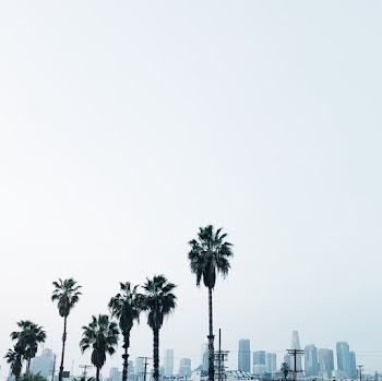Palm Trees Beside Body of Water