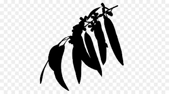 Palm trees Brisbane Pruning Email -  