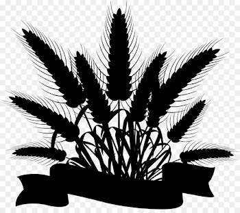 Palm Trees, Carbohydrate, Black White M, Plant, Botany PNG
