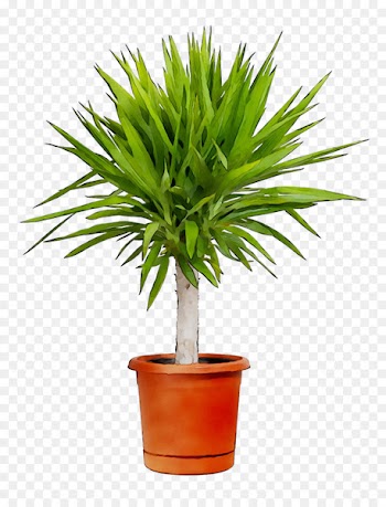 Palm trees Chamaerops humilis Houseplant Areca palm Plantas de Interior Resistentes -  