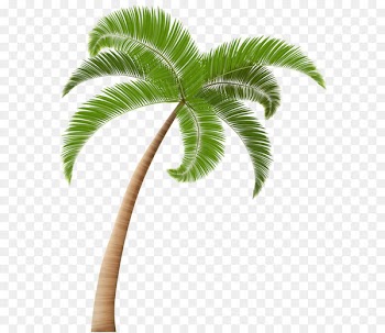 Palm trees Clip art - Palm PNG Clip Art Transparent Image 