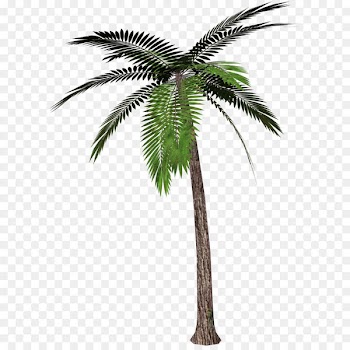 Palm trees Clip art - Palm Tree PNG Clipart 