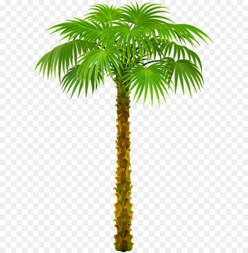 Palm trees Clip art - Palm Tree PNG Clipart Picture 