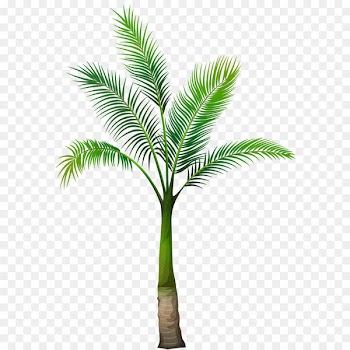 Palm trees Clip art - Palm Tree PNG Image 