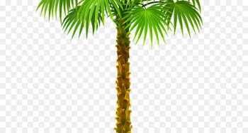 Palm trees Clip art Portable Network Graphics Branch - default transparency and translucency 