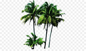 Palm trees Clip art Portable Network Graphics Plants - tree 