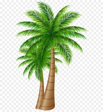Palm trees Coconut Clip art - Palm Trees Large PNG Clip Art Image 