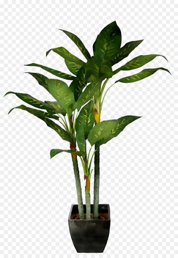 Palm trees Coconut Plants Garden -  