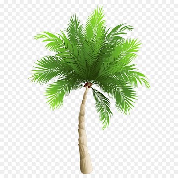 Palm trees Date palm Phoenix canariensis Coconut - Palm Tree PNG Clipart Image 