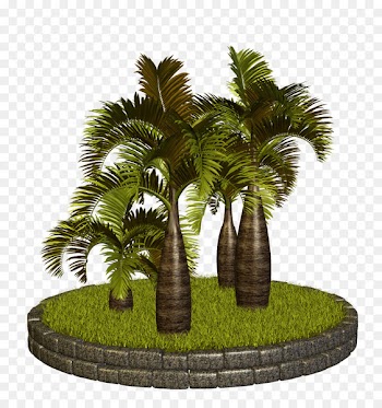 Palm Trees, Date Palm, Russia, Tree, Palm Tree PNG