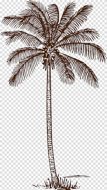 Palm trees Drawing Line art Coconut, coconut transparent background PNG clipart
