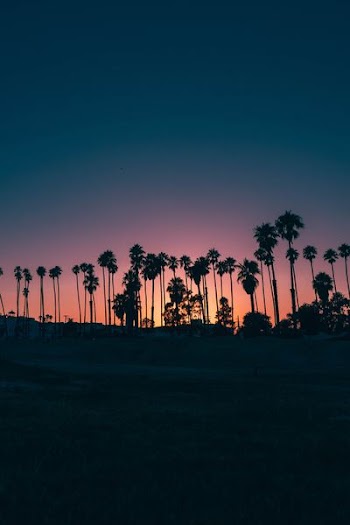 palm trees during sunset