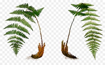 Palm trees Fern Leaf Plant stem Terrestrial plant -  