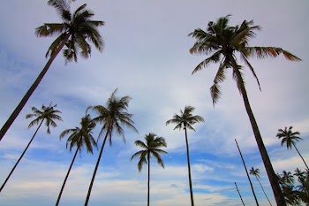         Palm Trees Free Photo     