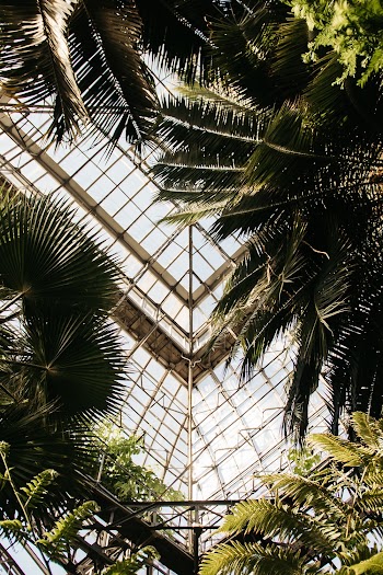 Palm Trees Inside Greenhouse