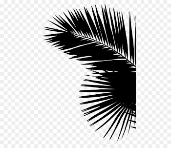 Palm trees Leaf (Black & White) 0 Graphics Share -  