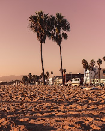 Palm Trees Near Buildings