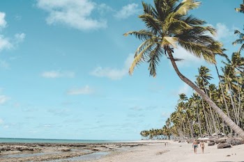 palm trees on beach