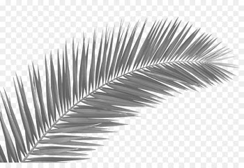 Palm trees Palm-leaf manuscript Clip art Frond - leaf 