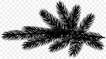 Palm Trees, Pine, Pine Family, Tree, Elaeis PNG