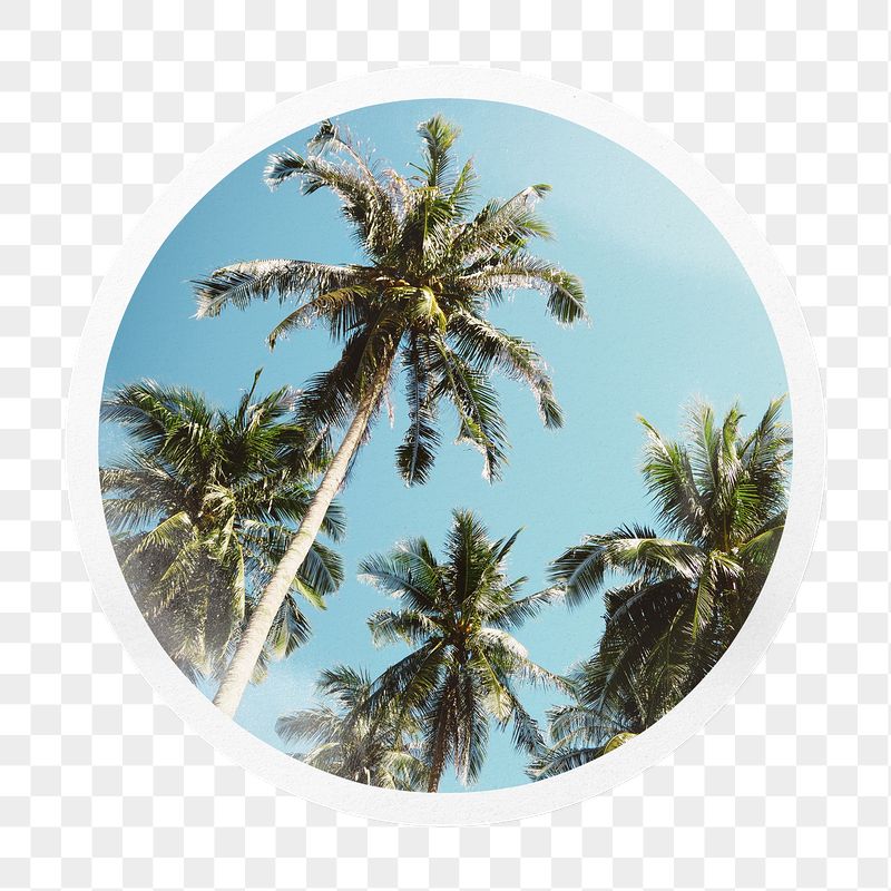 Palm trees png badge sticker | Free PNG - rawpixel
