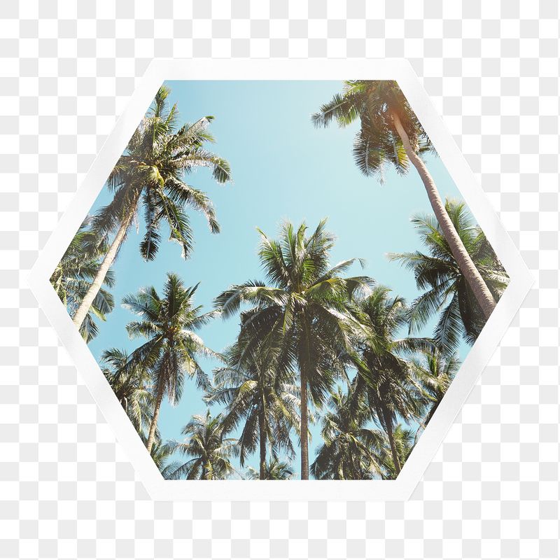 Palm trees png sticker, hexagon | Free PNG - rawpixel