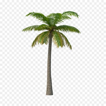 Palm trees Portable Network Graphics Clip art Image Areca palm - tree swirl 